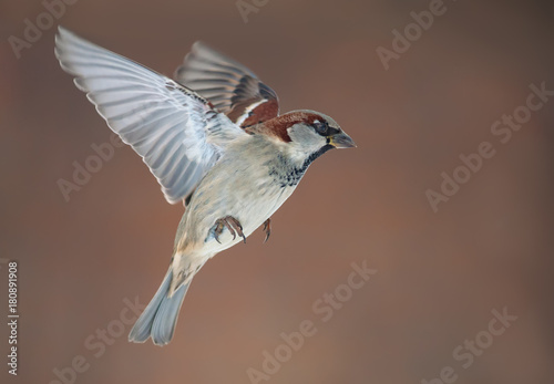 Male House Sparrow in flight with stretched wings at winter photo