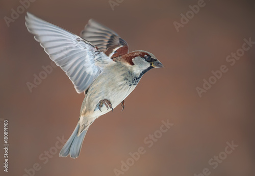 Male House Sparrow in flight with stretched wings at winter