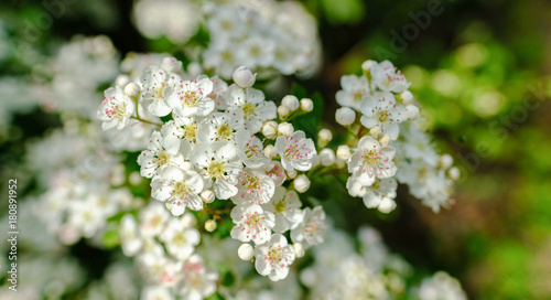 Hawthorn blossom in April, close-up view