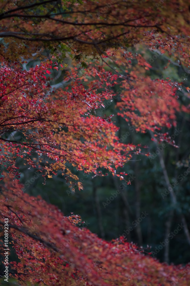 総社市豪渓の紅葉が最盛期で色とりどりの風景が綺麗