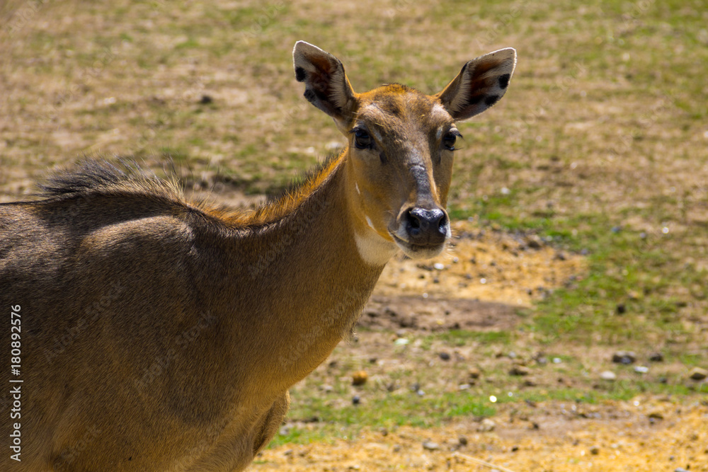 Nilgai or Blue Bull (Boselaphus Tragocamelus) Nilgai or Blue Bull (Boselaphus Tragocamelus)