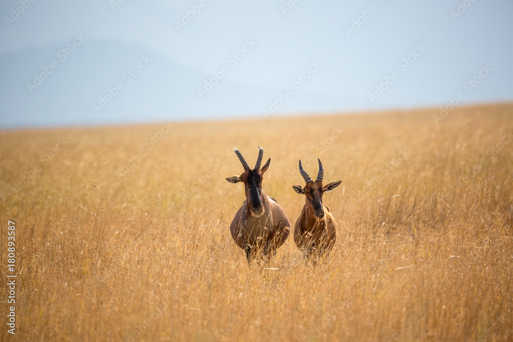 Obraz premium Kuhantilope (Alcelaphus)