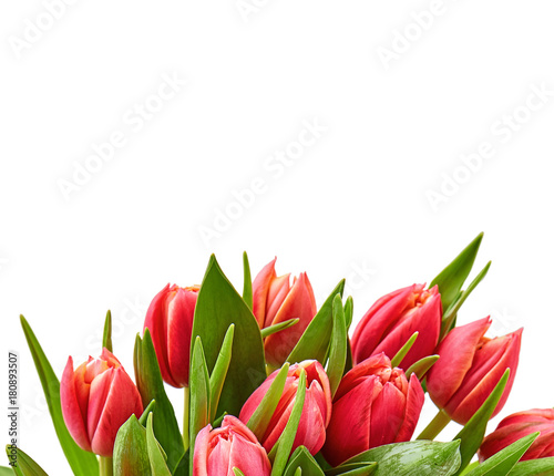 tulips bouquet. fresh spring flowers with water drops. floral backdrop