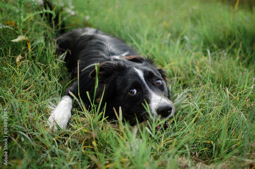 Outdoors Portrait of Happy Black and White Dog Hidden in the Green Grass in the Backyard During Summer Day. Outdoors Portrait of Happy Black and White Dog Hidden in the Green Grass in the Backyard During Summer Day.