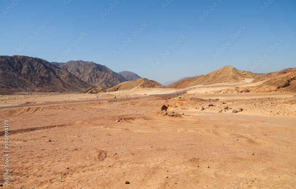 asphalt road between the colorful mountains of sandstone, one-humped camel near the road, South Sinai, Egypt.