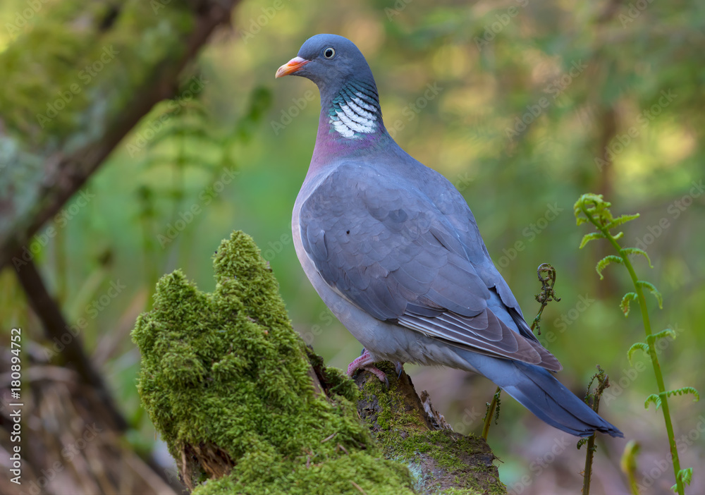 Common wood pigeon gracefully stand on an aged mossy stump in sweet lighten fern forest Common wood pigeon gracefully stand on an aged mossy stump in sweet lighten fern forest