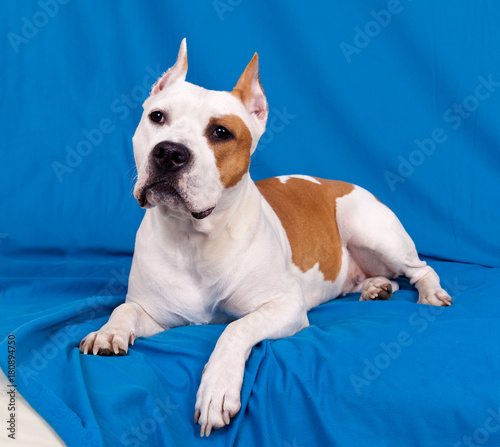 Fototapeta Naklejka Na Ścianę i Meble -  Dog breed American Staffordshire terrier on a blue background