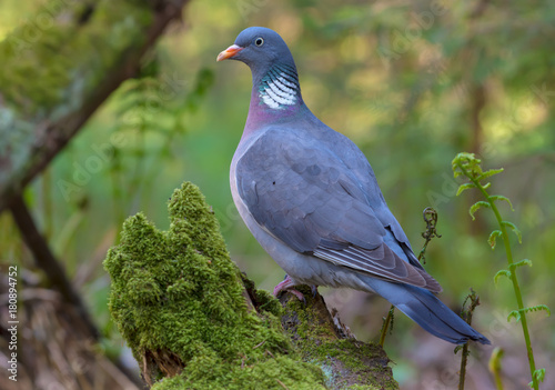 Common wood pigeon gracefully stand on an aged mossy stump in sweet lighten fern forest