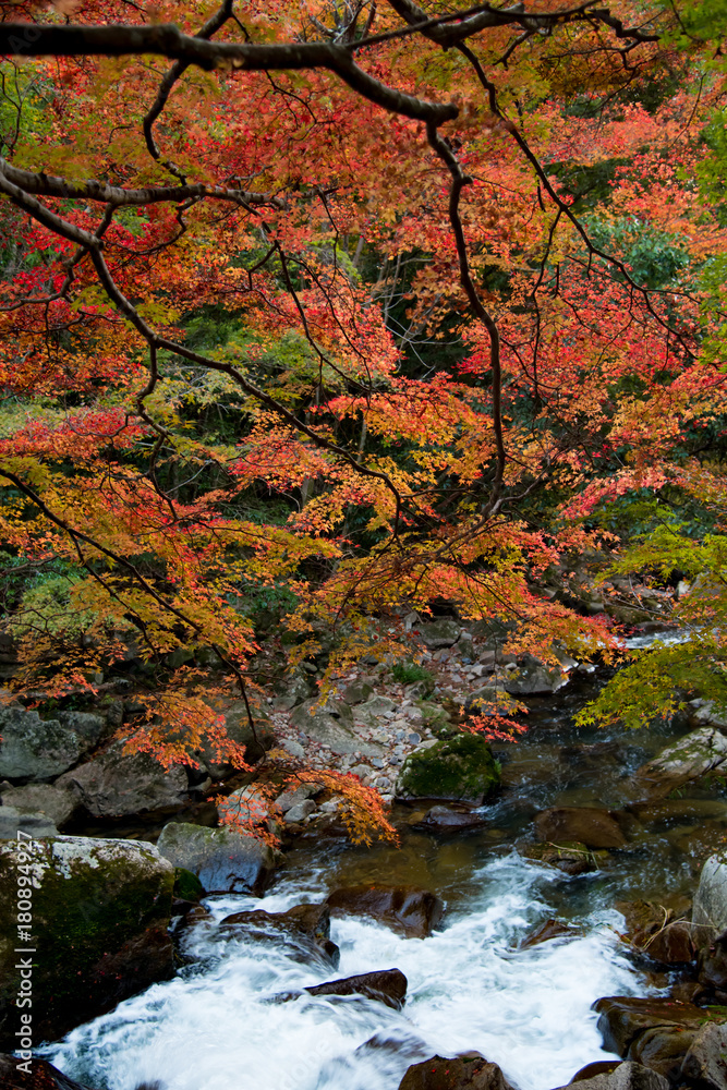 Obraz premium 総社市豪渓の紅葉が最盛期で色とりどりの風景が綺麗