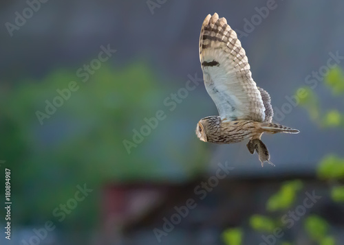 Long-eared owl flies with captured vole in claws at the sunset 