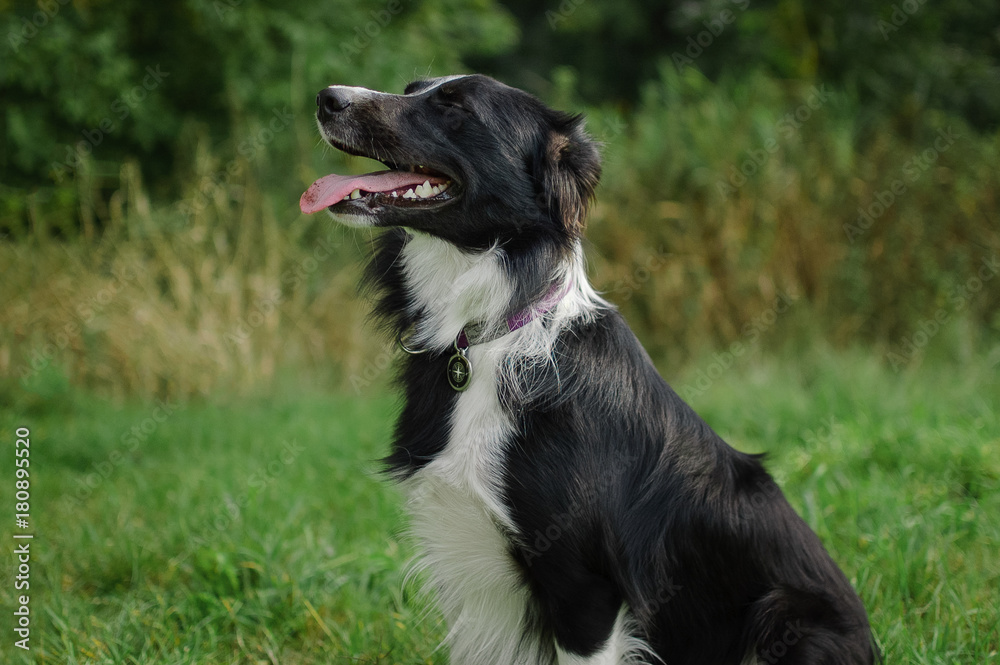 Side View of Black and White Dog Sitting on the Green Grass During Summer Day. Side View of Black and White Dog Sitting on the Green Grass During Summer Day.