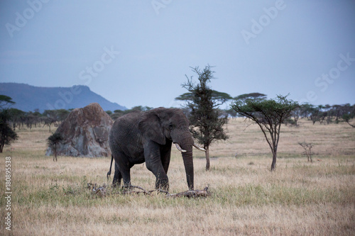 Elefant - Loxodonta africana