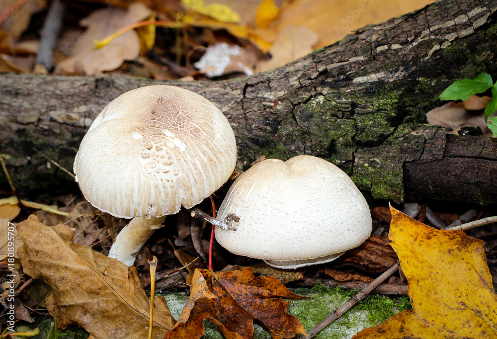 Pilz, Pilze am Waldboden Pilz, Pilze am Waldboden