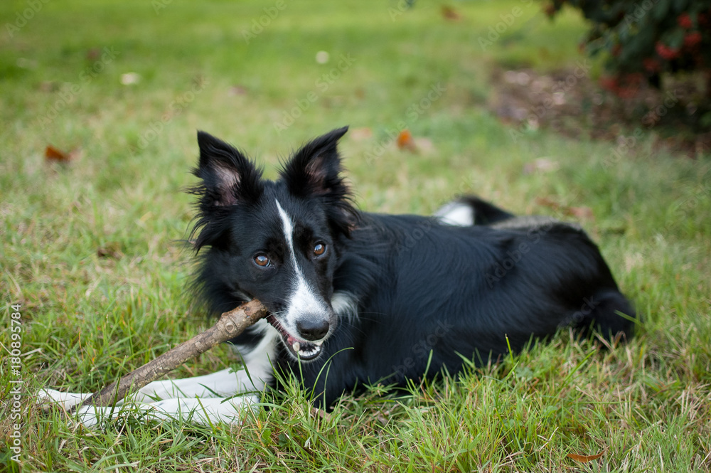 Fototapeta premium Cute Black and White Dog Playing with Stick on the Field During Sunny Hot Summer Day Outdoors.