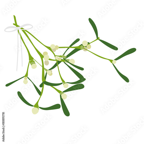 Mistletoe bunch of twigs. Vector illustration with isolated hand drawn mistletoe branches and a ribbon  on white background.