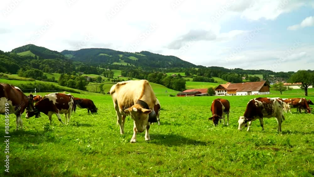 Cows with a bells grazing on Alpine meadows in the district of Gruyeres, Switzerland. Cows with a bells grazing on Alpine meadows in the district of Gruyeres, Switzerland.