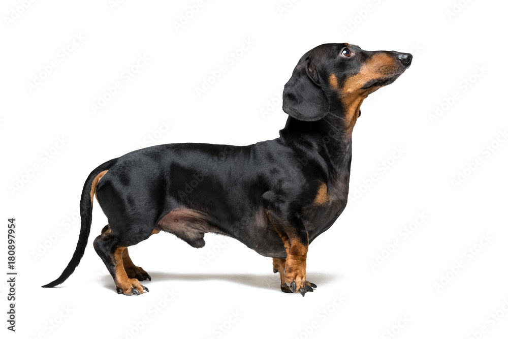 A manipulated image of a very short Dachshund dog (puppy), black and tan on isolated on white background