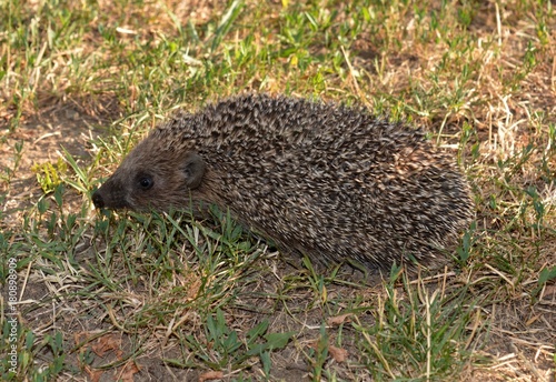 one hedgehog on the meadow