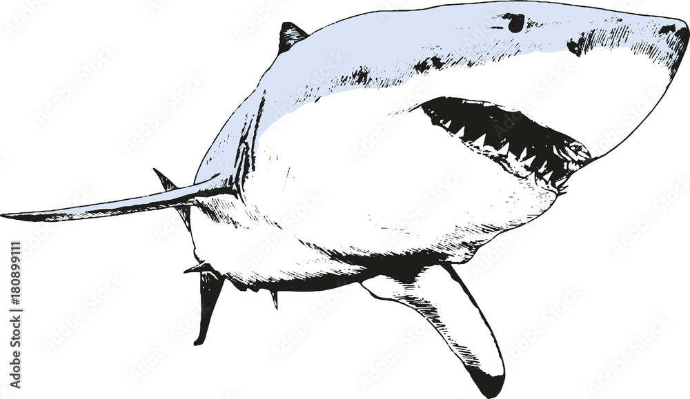 Obraz premium wielki biały rekin narysowany logo szkicu odręcznego atramentu