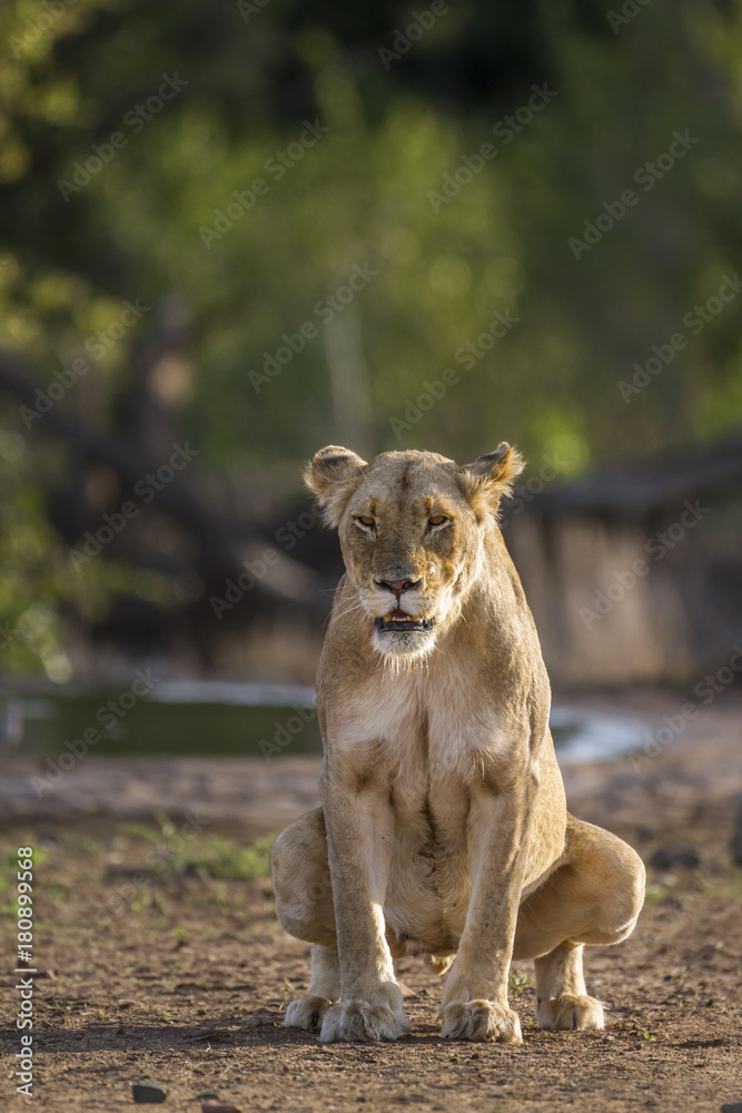 Fototapeta premium African lion in Kruger National park, South Africa