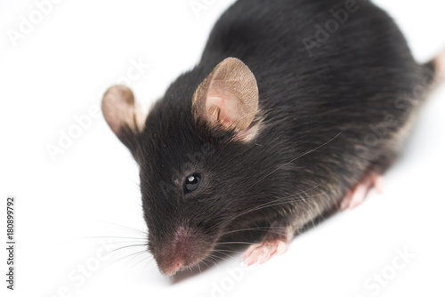 black lab mouse close-up isolated on white background
