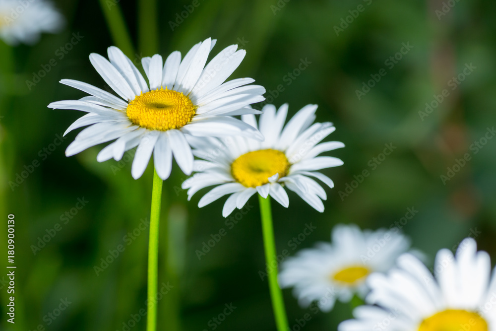 the white daisy flowers on the background of green grass the white daisy flowers on the background of green grass