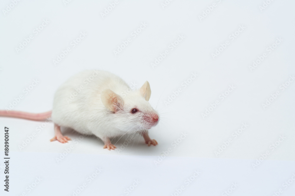 white laboratory mouse close-up isolated on white background