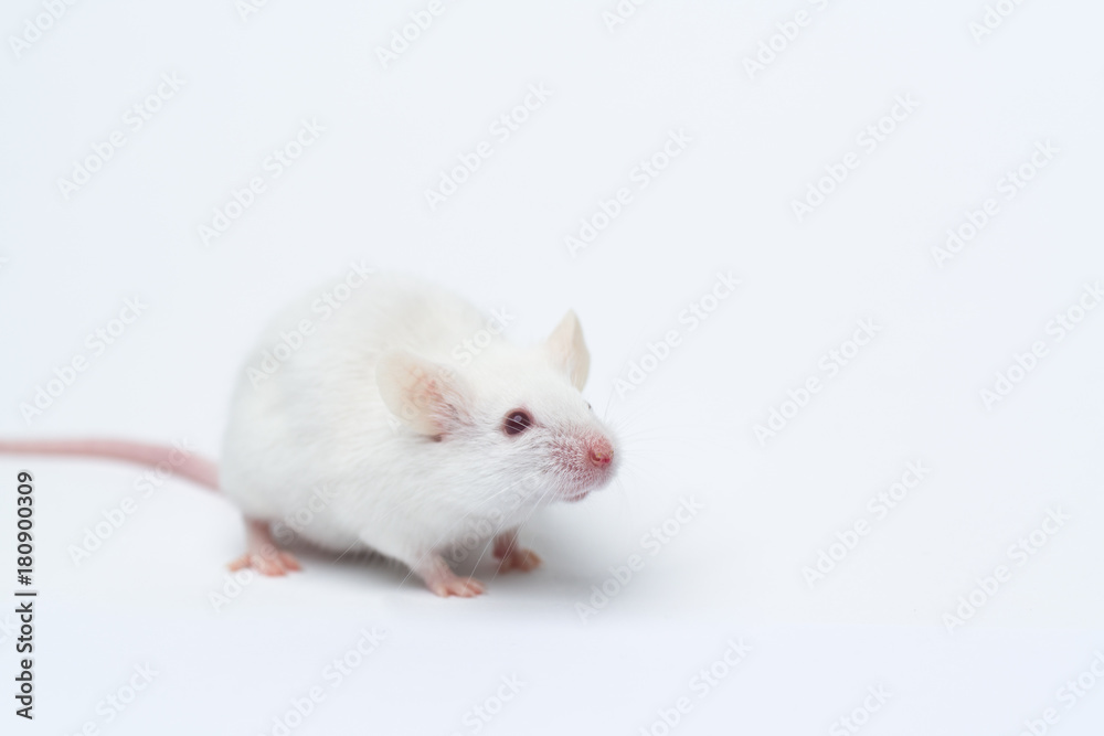 white laboratory mouse close-up isolated on white background