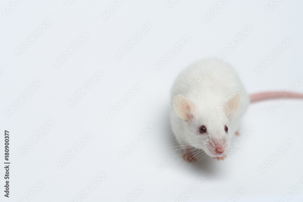 white laboratory mouse close-up isolated on white background white laboratory mouse close-up isolated on white background