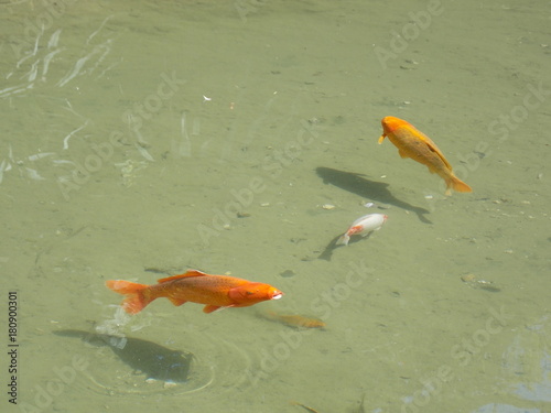 Photography Poissons rouges