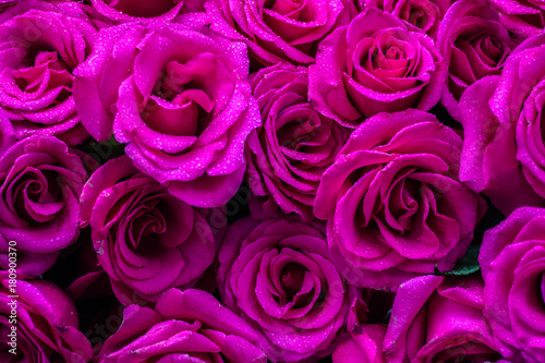 Rosas en su maximo explendor. photo