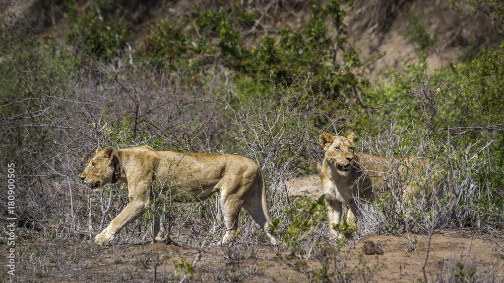 African lion in Kruger National park, South Africa African lion in Kruger National park, South Africa
