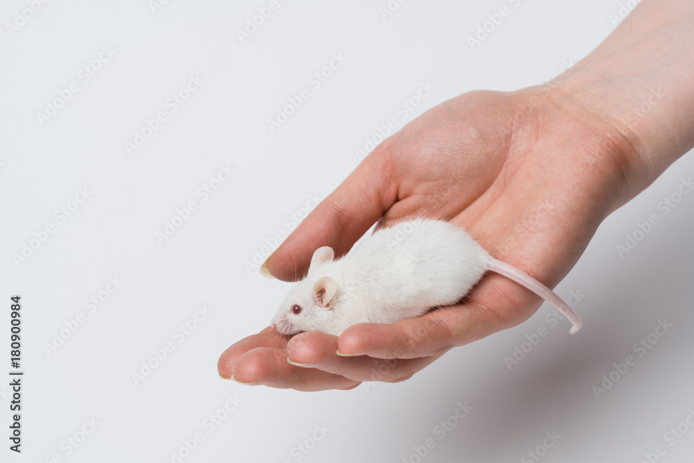 A man is holding a white laboratory mouse A man is holding a white laboratory mouse