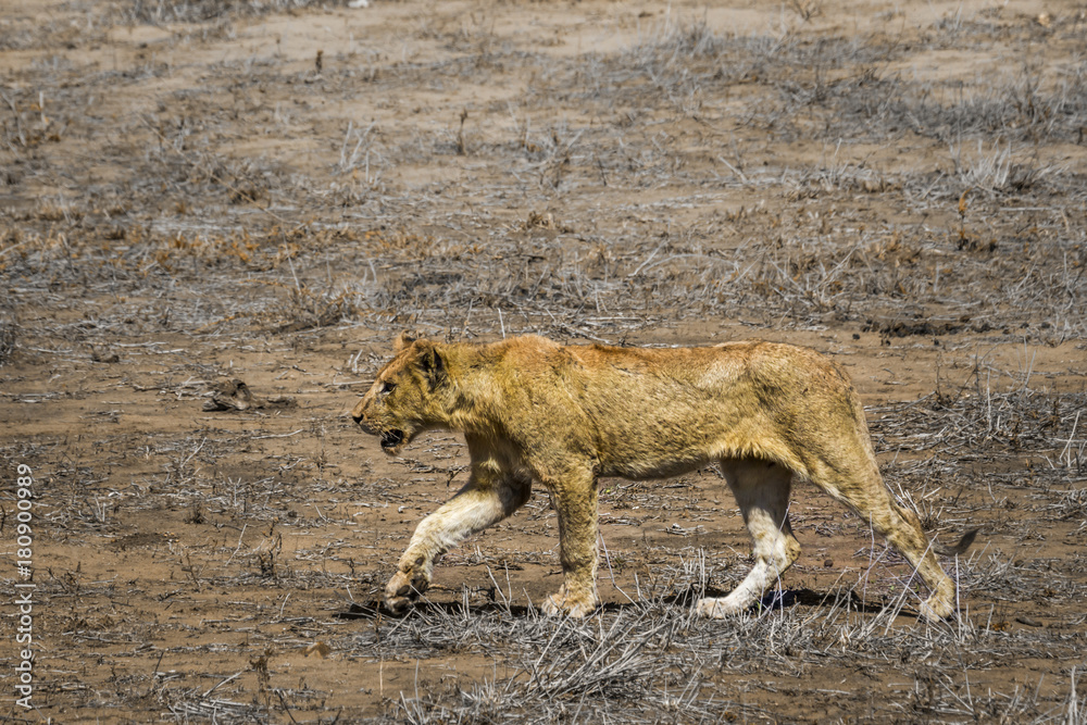 Naklejka premium African lion in Kruger National park, South Africa