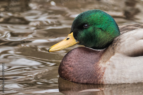 Male Mallard Closeup photo