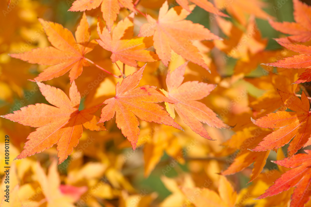 Red maple leaf. Autumn leaf abstract background. Canada park autumnal park landscape with brown orange tree leaves Red maple leaf. Autumn leaf abstract background. Canada park autumnal park landscape with brown orange tree leaves