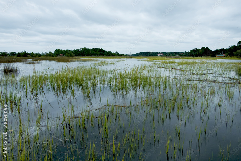 south carolina low country marsh flooded during gray cloudy day