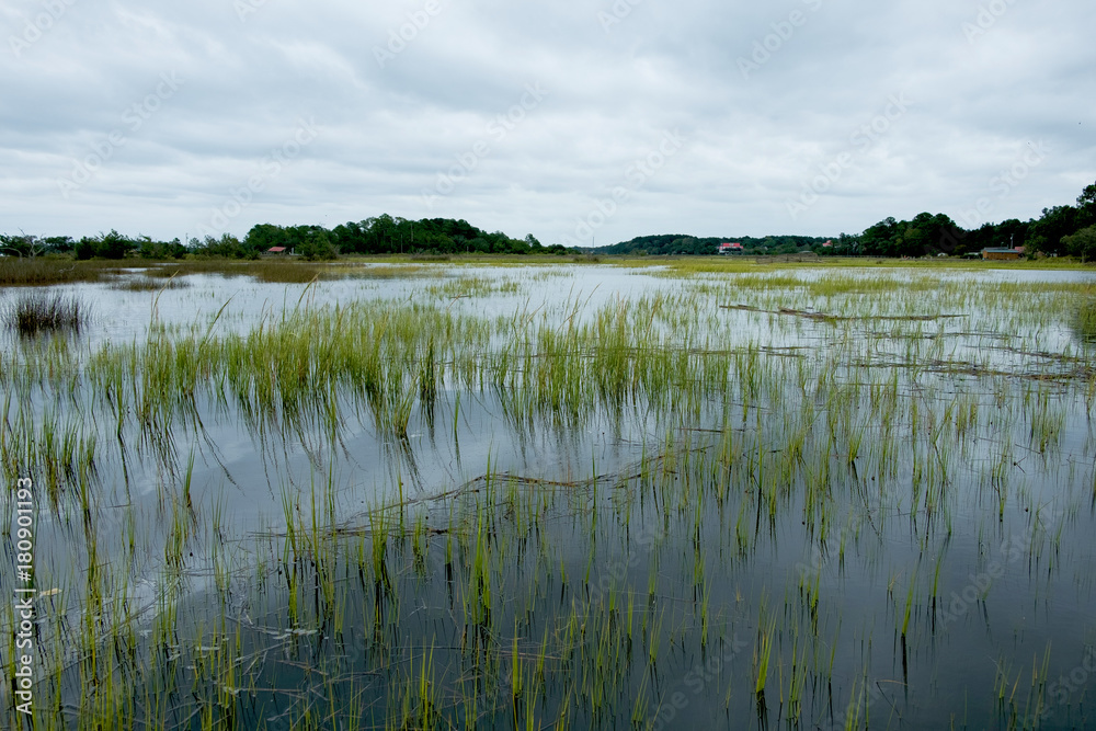 south carolina low country marsh flooded during gray cloudy day south carolina low country marsh flooded during gray cloudy day