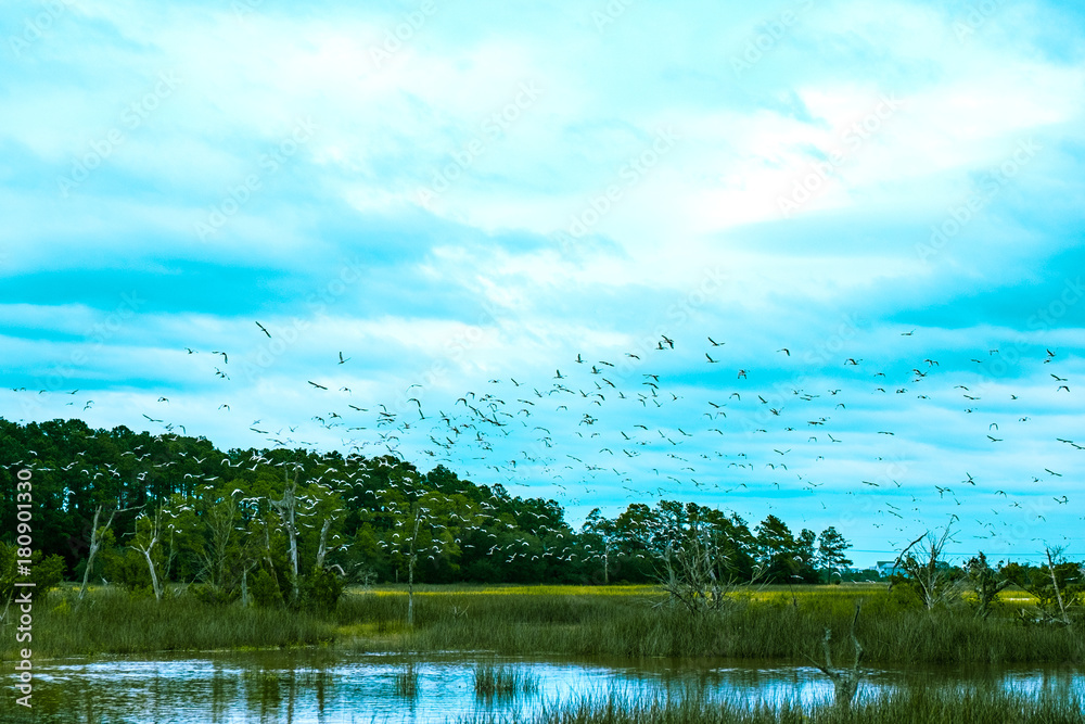 Naklejka premium flock of birds fly over south carolina low country marsh on cloudy day