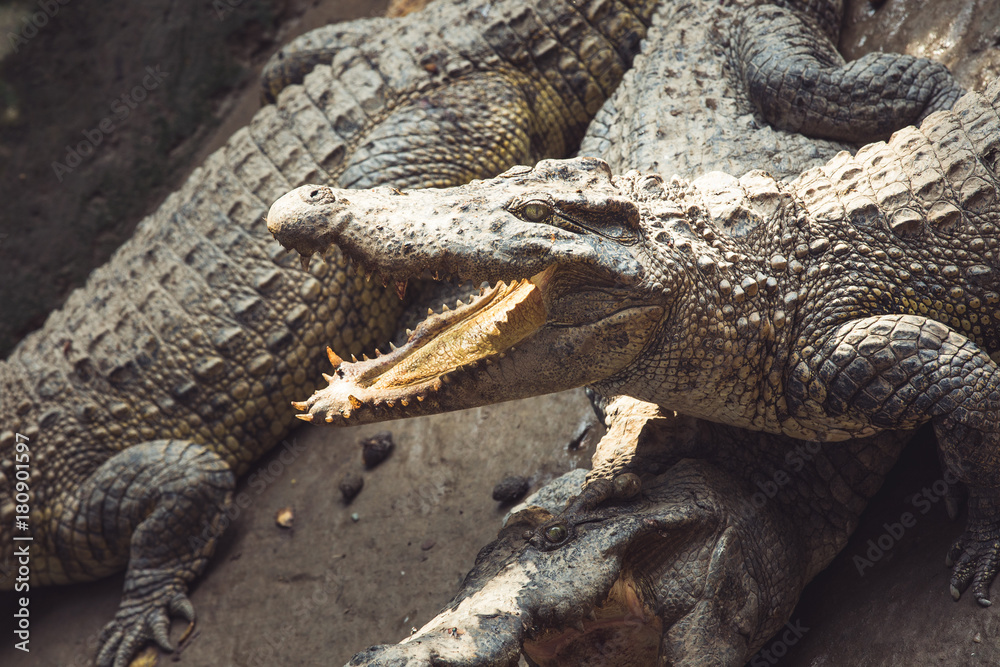 Closeup of an alligator with its mouth open Closeup of an alligator with its mouth open