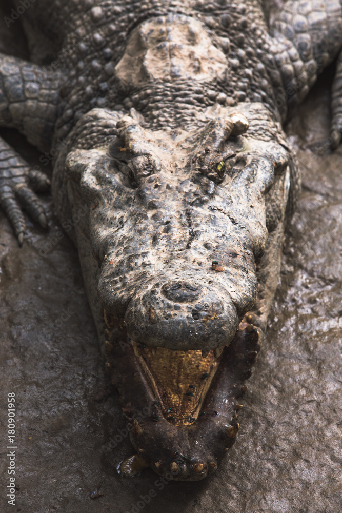 Closeup of an alligator with its mouth open Closeup of an alligator with its mouth open