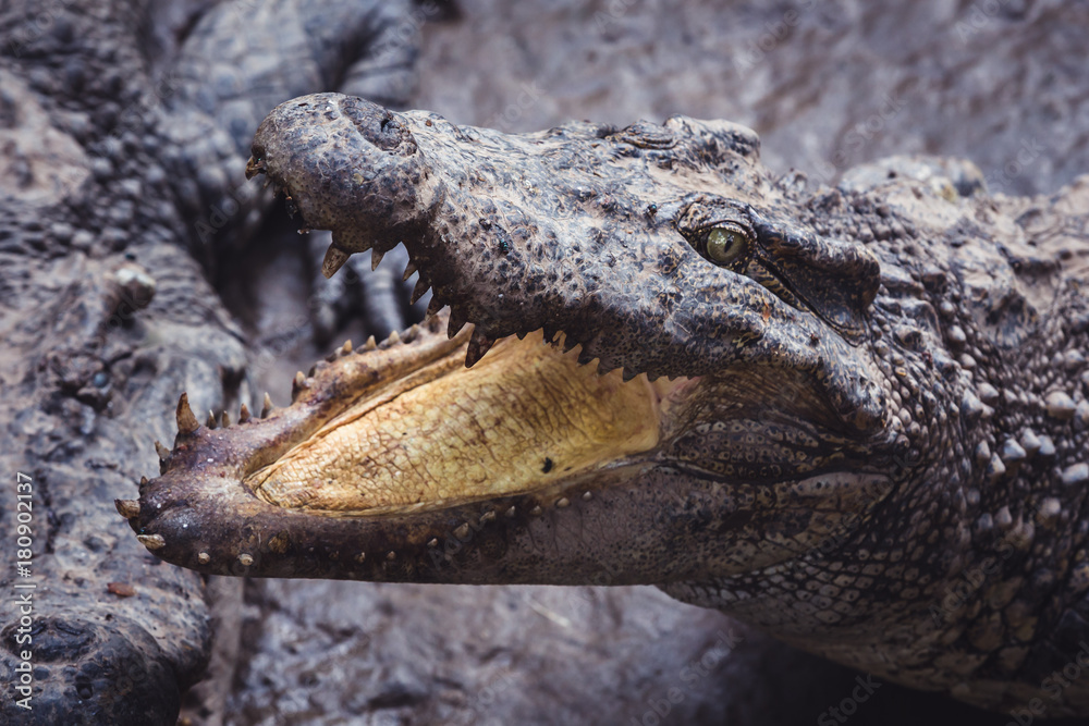 Fototapeta premium Closeup of an alligator with its mouth open