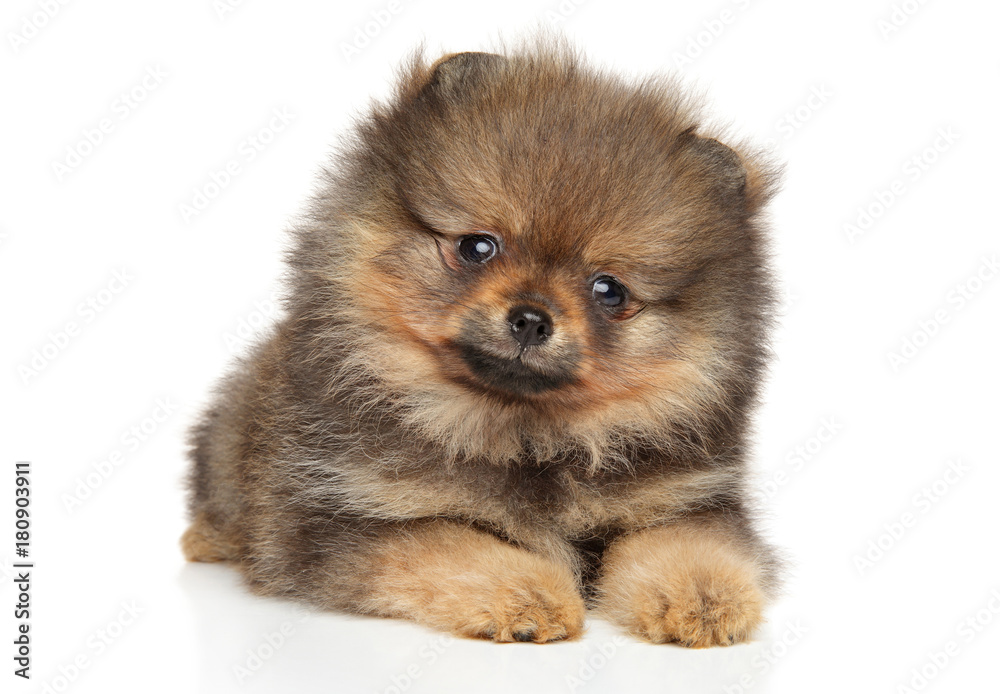 Pomeranian Spitz puppy. Baby animal theme