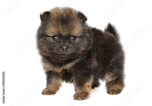 Tiny Pomeranian Spitz puppy