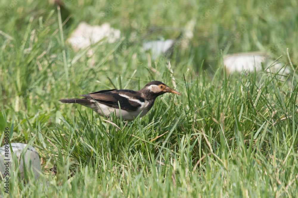 Fototapeta premium Pied starling