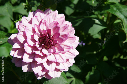 Fototapeta Naklejka Na Ścianę i Meble -  Dahlia Crème de Cassis