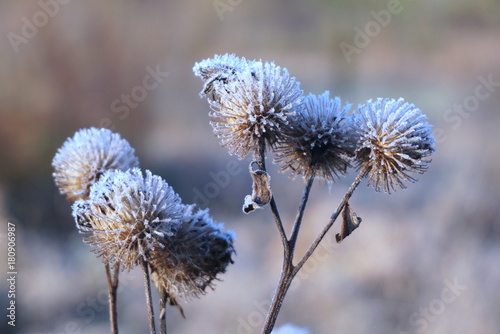 the first frost on dry thistle close up