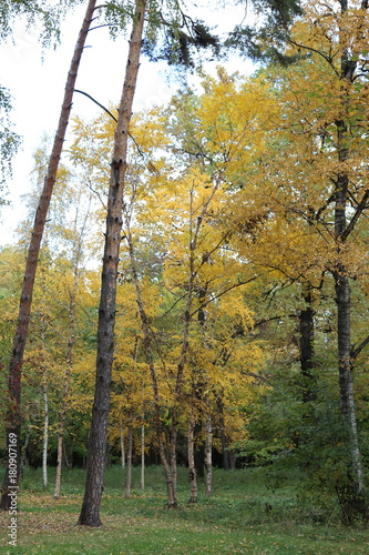 Autumn nature in the city