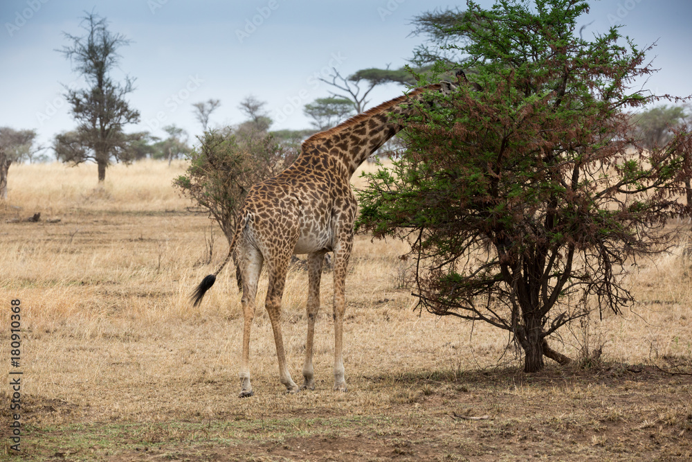 Obraz premium Giraffe (Giraffa)