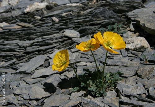 Rhätischer Alpenmohn photo